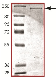 SDS-PAGE - Recombinant human LRRK2 protein (AB177261), expandable thumbnail