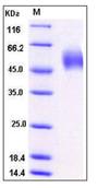 SDS-PAGE - Recombinant Human LSAMP protein (His tag) (AB276463), expandable thumbnail
