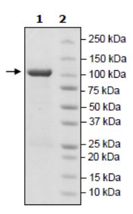 Recombinant human LSD2 / AOF1 protein (Active)