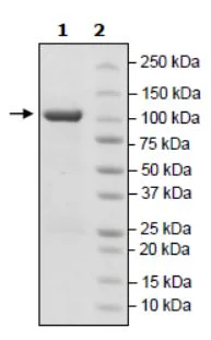 SDS-PAGE - Recombinant human LSD2 / AOF1 protein (Active) (AB271603)