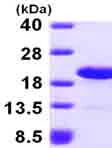 SDS-PAGE - Recombinant Human LSM1 protein (AB101157)