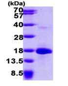 SDS-PAGE - Recombinant Human LSM4 protein (AB101871)
