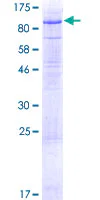 SDS-PAGE - Recombinant Human LSR protein (GST tag N-Terminus) (AB162604)