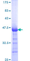 SDS-PAGE - Recombinant Human LTBP2 protein (GST tag N-Terminus) (AB158832)