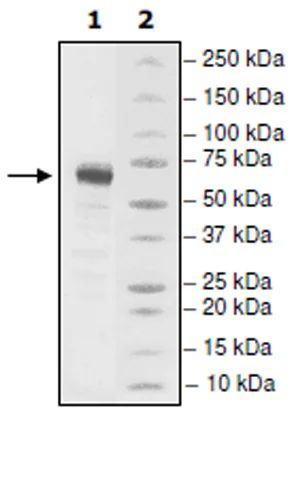 SDS-PAGE - Recombinant Human LTBR protein (Fc tag C-Terminus) (AB271545)