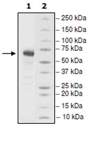 SDS-PAGE - Recombinant Human LTBR protein (Tagged) (AB271545), expandable thumbnail