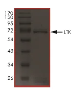 SDS-PAGE - Recombinant human LTK protein (AB179494)