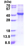 SDS-PAGE - Recombinant Human Lumican protein (denatured) (His tag N-Terminus) (AB174455)