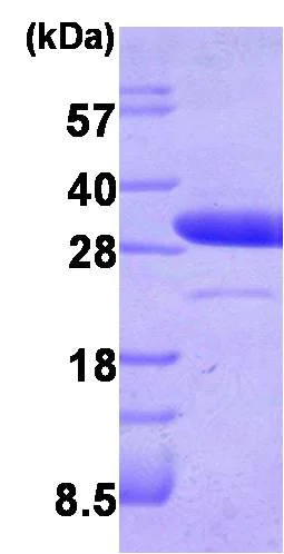 SDS-PAGE - Recombinant Human LXN/TCI protein (Tag Free) (AB87145)