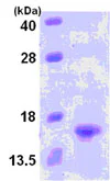 SDS-PAGE - Recombinant Human Lymphotactin/ATAC protein (His tag N-Terminus) (AB85406)