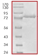 SDS-PAGE - Recombinant human Lyn protein (GST tag N-Terminus) (AB70789)