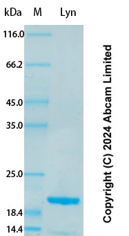 SDS-PAGE - Recombinant Human Lyn Protein Standard (AB323132)