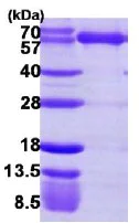 SDS-PAGE - Recombinant Human LysRS protein (AB113142)