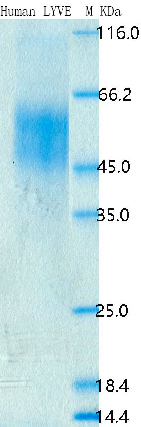 Recombinant Human LYVE1 Protein Standard (His tag)