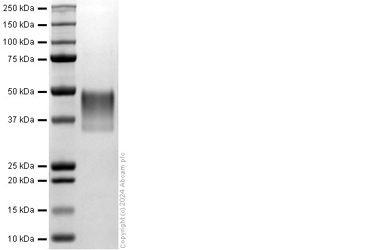 SDS-PAGE - Recombinant human M-CSF protein (AB322312), expandable thumbnail
