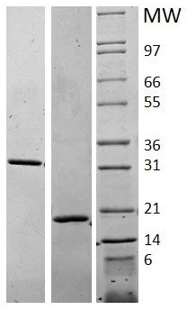 SDS-PAGE - Recombinant human M-CSF protein (Active) (AB62015)