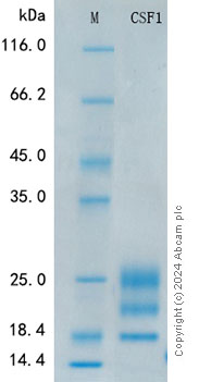 Recombinant Human M-CSF Protein Standard (His tag)