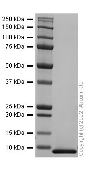 Recombinant Human Macrophage Inflammatory Protein 3 alpha