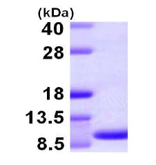 SDS-PAGE - Recombinant Human Macrophage inflammatory protein 5 (AB105617)