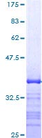 Recombinant Human MADH7/SMAD7 protein