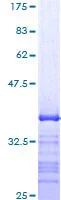 SDS-PAGE - Recombinant Human MADH7/SMAD7 protein (GST tag N-Terminus) (AB114358)