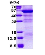 SDS-PAGE - Recombinant Human MAEA protein (denatured) (His tag N-Terminus) (AB167902)