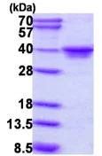 SDS-PAGE - Recombinant Human MAF1 protein (AB111643)