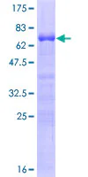 SDS-PAGE - Recombinant Human MafB protein (GST tag N-Terminus) (AB132192)