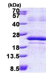 SDS-PAGE - Recombinant Human MAFF protein (denatured) (His tag N-Terminus) (AB156322)