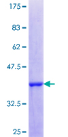 SDS-PAGE - Recombinant Human MAFF protein (GST tag N-Terminus) (AB161761)