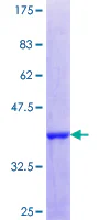 SDS-PAGE - Recombinant Human MAFF protein (GST tag N-Terminus) (AB161761)