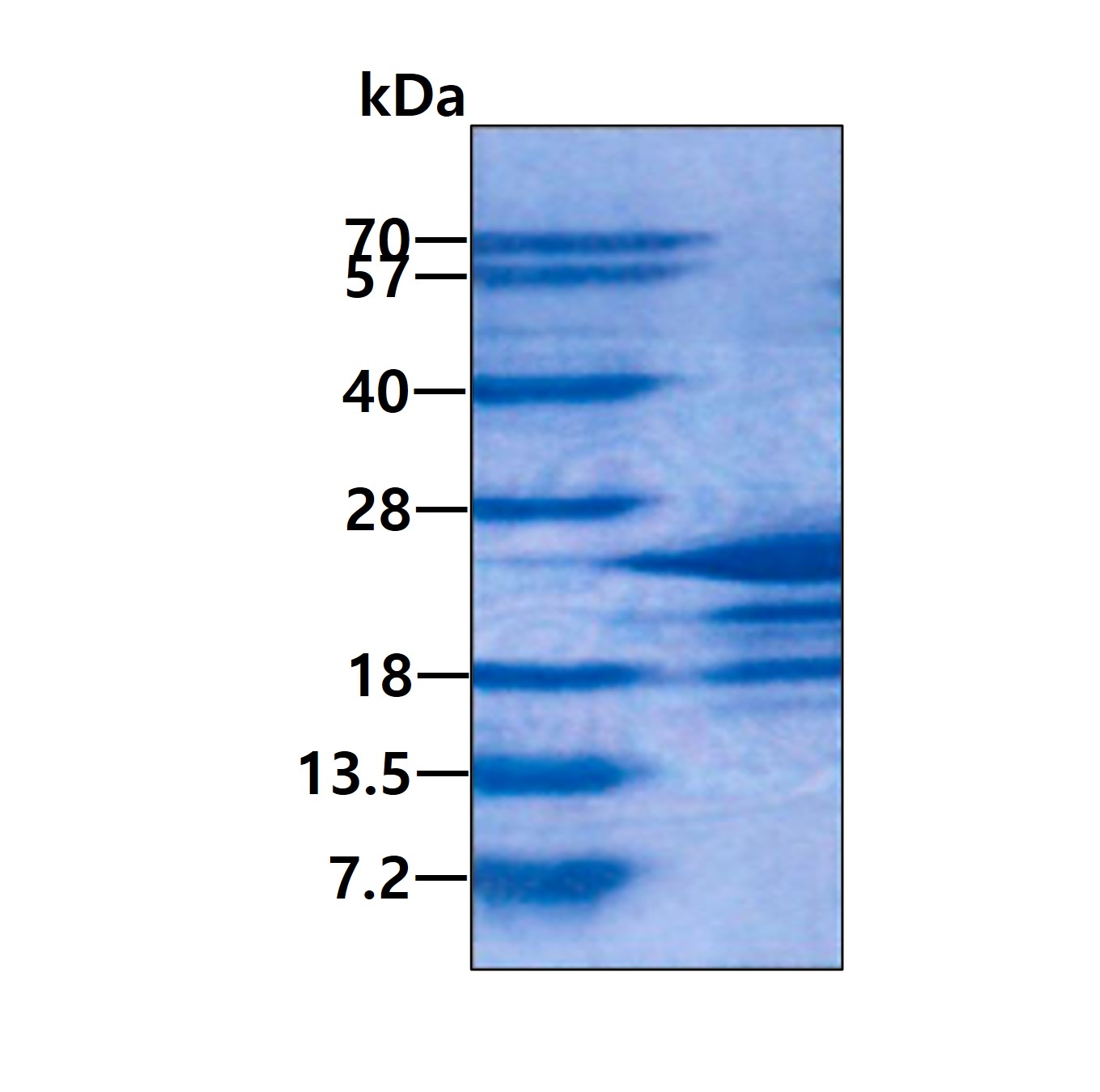 SDS-PAGE - Recombinant Human MAFG protein (His tag N-Terminus) (AB113589)