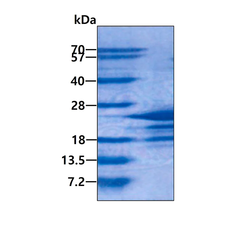 SDS-PAGE - Recombinant Human MAFG protein (His tag N-Terminus) (AB113589)
