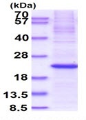 SDS-PAGE - Recombinant Human MAFK protein (denatured) (His tag N-Terminus) (AB139794)