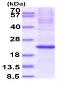 SDS-PAGE - Recombinant Human MAFK protein (denatured) (His tag N-Terminus) (AB139794)