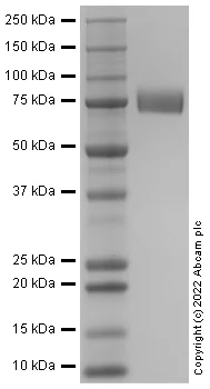 SDS-PAGE - Recombinant Human MAG / GMA Protein (AB290085)