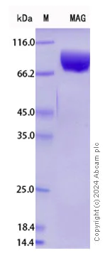 SDS-PAGE - Recombinant Human MAG/GMA Protein Standard (His tag) (AB316493)