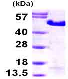 SDS-PAGE - Recombinant Human MAGE3 protein (AB99958)