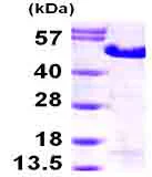 SDS-PAGE - Recombinant Human MAGE3 protein (His tag N-Terminus) (AB99958)