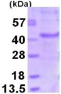 SDS-PAGE - Recombinant Human MAGEA6 protein (AB126656)
