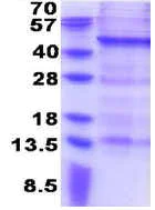 SDS-PAGE - Recombinant Human MAGEB10 protein (His tag N-Terminus) (AB176031)