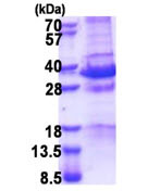 SDS-PAGE - Recombinant Human MAGED1/NRAGE protein (AB174430)