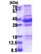 SDS-PAGE - Recombinant Human MAGED1/NRAGE protein (His tag N-Terminus) (AB174430)
