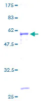 SDS-PAGE - Recombinant Human MAGEH1 protein (GST tag N-Terminus) (AB162198)