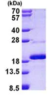 SDS-PAGE - Recombinant Human Mago nashi homolog 2 protein (AB156754)