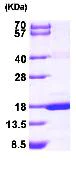 SDS-PAGE - Recombinant Human MAGOH protein (AB95308)