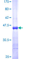 Recombinant Human MAGP1 protein