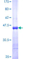 SDS-PAGE - Recombinant Human MAGP1 protein (AB116740)