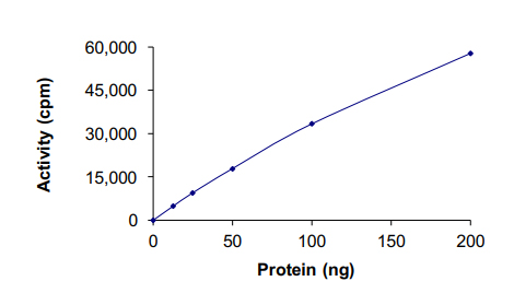 Recombinant human MAK protein