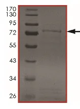 SDS-PAGE - Recombinant human MAK protein (AB190407)